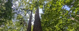 Preview wallpaper trees, bark, leaves, forest, nature, bottom view