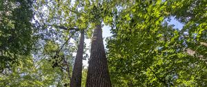 Preview wallpaper trees, bark, leaves, forest, nature, bottom view