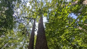 Preview wallpaper trees, bark, leaves, forest, nature, bottom view