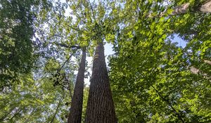 Preview wallpaper trees, bark, leaves, forest, nature, bottom view