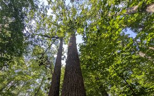 Preview wallpaper trees, bark, leaves, forest, nature, bottom view