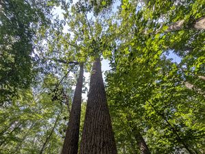 Preview wallpaper trees, bark, leaves, forest, nature, bottom view