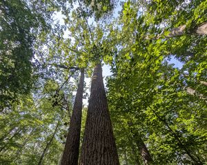 Preview wallpaper trees, bark, leaves, forest, nature, bottom view