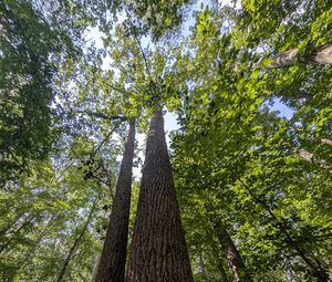 Preview wallpaper trees, bark, leaves, forest, nature, bottom view