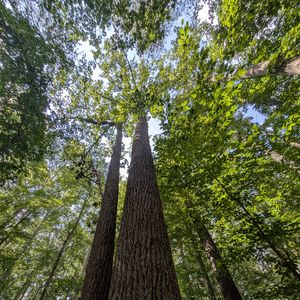 Preview wallpaper trees, bark, leaves, forest, nature, bottom view