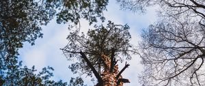 Preview wallpaper trees, bark, view from below, branches, sky, clouds