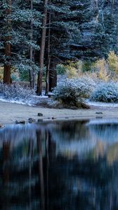 Preview wallpaper trees, beach, forest, table, river, lake