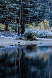 Preview wallpaper trees, beach, forest, table, river, lake