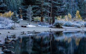 Preview wallpaper trees, beach, forest, table, river, lake