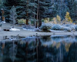 Preview wallpaper trees, beach, forest, table, river, lake