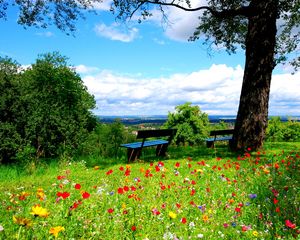 Preview wallpaper trees, benches, flowers, nature