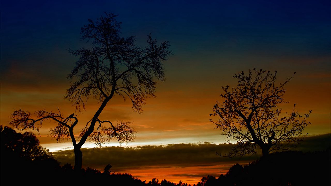 Wallpaper trees, bends, outlines, branches, decline, orange, height, sky, clouds, twilight, evening