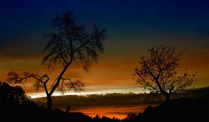 Preview wallpaper trees, bends, outlines, branches, decline, orange, height, sky, clouds, twilight, evening