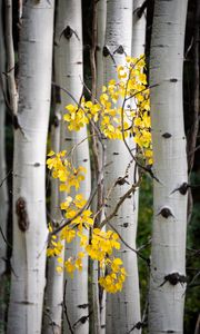 Preview wallpaper trees, birch, branches, leaves, yellow