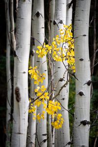 Preview wallpaper trees, birch, branches, leaves, yellow