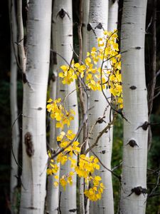 Preview wallpaper trees, birch, branches, leaves, yellow