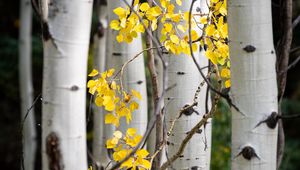 Preview wallpaper trees, birch, branches, leaves, yellow