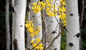 Preview wallpaper trees, birch, branches, leaves, yellow