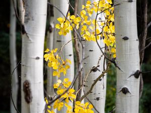 Preview wallpaper trees, birch, branches, leaves, yellow