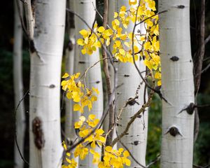 Preview wallpaper trees, birch, branches, leaves, yellow