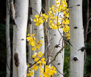 Preview wallpaper trees, birch, branches, leaves, yellow