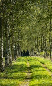 Preview wallpaper trees, birches, alley, grass, nature, path