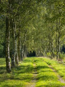 Preview wallpaper trees, birches, alley, grass, nature, path