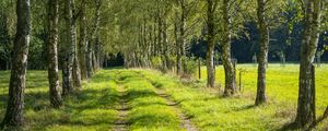 Preview wallpaper trees, birches, alley, grass, nature, path