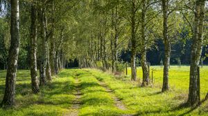 Preview wallpaper trees, birches, alley, grass, nature, path