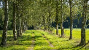 Preview wallpaper trees, birches, alley, grass, nature, path