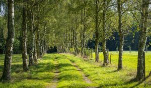 Preview wallpaper trees, birches, alley, grass, nature, path