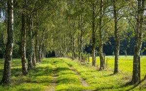 Preview wallpaper trees, birches, alley, grass, nature, path
