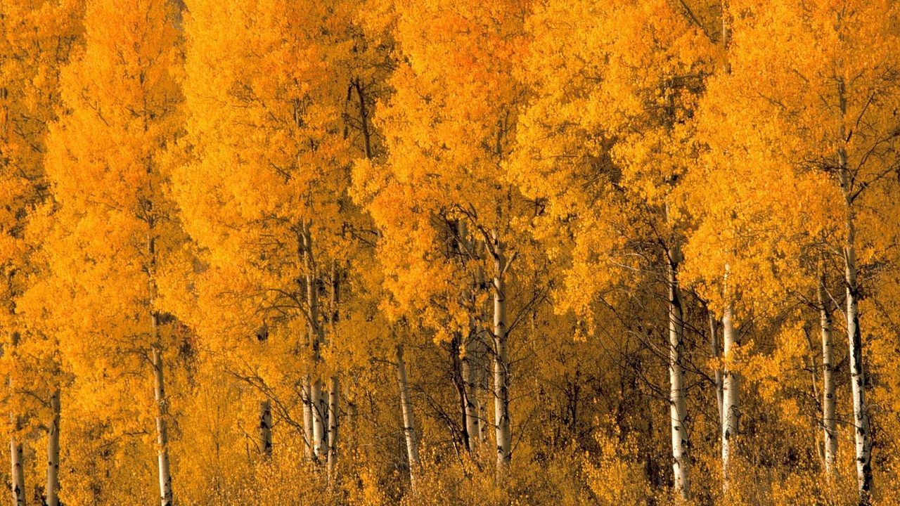 Wallpaper trees, birches, autumn, crones, bushes, leaves, yellow