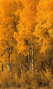 Preview wallpaper trees, birches, autumn, crones, bushes, leaves, yellow