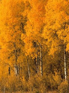 Preview wallpaper trees, birches, autumn, crones, bushes, leaves, yellow