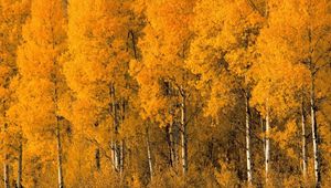 Preview wallpaper trees, birches, autumn, crones, bushes, leaves, yellow