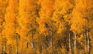 Preview wallpaper trees, birches, autumn, crones, bushes, leaves, yellow