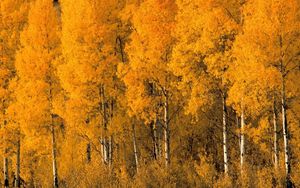 Preview wallpaper trees, birches, autumn, crones, bushes, leaves, yellow