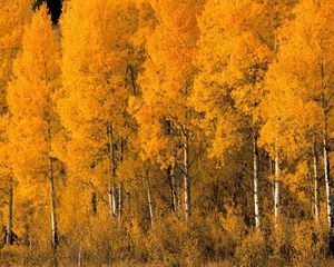 Preview wallpaper trees, birches, autumn, crones, bushes, leaves, yellow