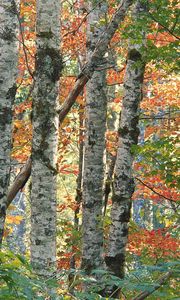 Preview wallpaper trees, birches, autumn, leaves, multi-colored, bark, wood