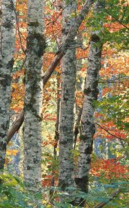 Preview wallpaper trees, birches, autumn, leaves, multi-colored, bark, wood