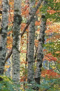 Preview wallpaper trees, birches, autumn, leaves, multi-colored, bark, wood