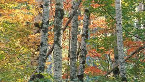 Preview wallpaper trees, birches, autumn, leaves, multi-colored, bark, wood