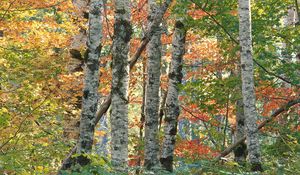 Preview wallpaper trees, birches, autumn, leaves, multi-colored, bark, wood