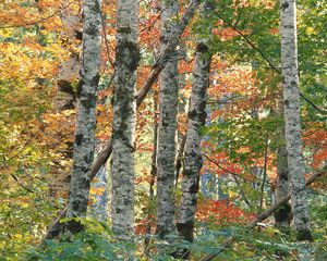 Preview wallpaper trees, birches, autumn, leaves, multi-colored, bark, wood