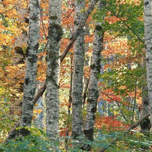 Preview wallpaper trees, birches, autumn, leaves, multi-colored, bark, wood