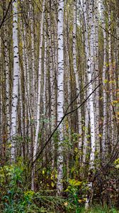 Preview wallpaper trees, birches, forest, nature