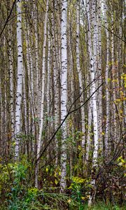 Preview wallpaper trees, birches, forest, nature