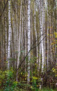 Preview wallpaper trees, birches, forest, nature