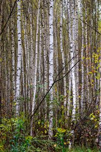 Preview wallpaper trees, birches, forest, nature